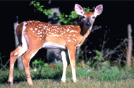 Deer