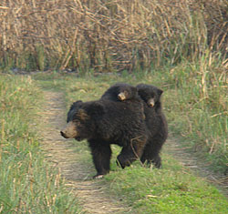 Bear with babies