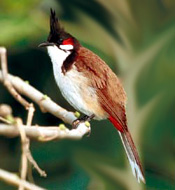 Bird Watching In Nepal : Beautiful Birds 