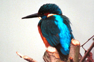 Kingfisher