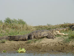 Magar Crocodile