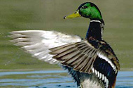 Mallard